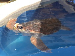 Bahia Schildkröten Bahia Urlaub in Bahia